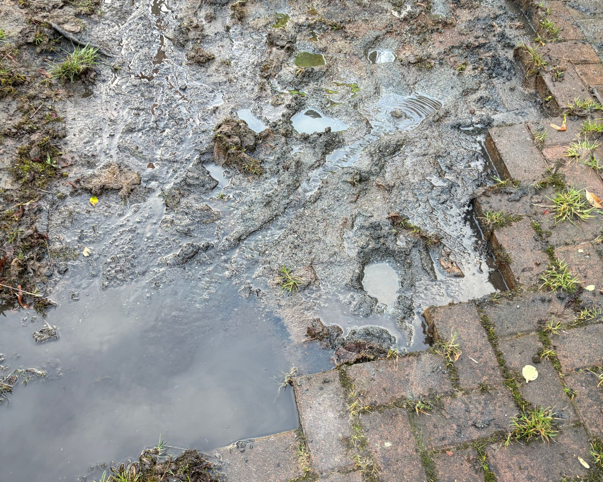 Muddy puddle and wet brick paving with scattered moss and gravel.
