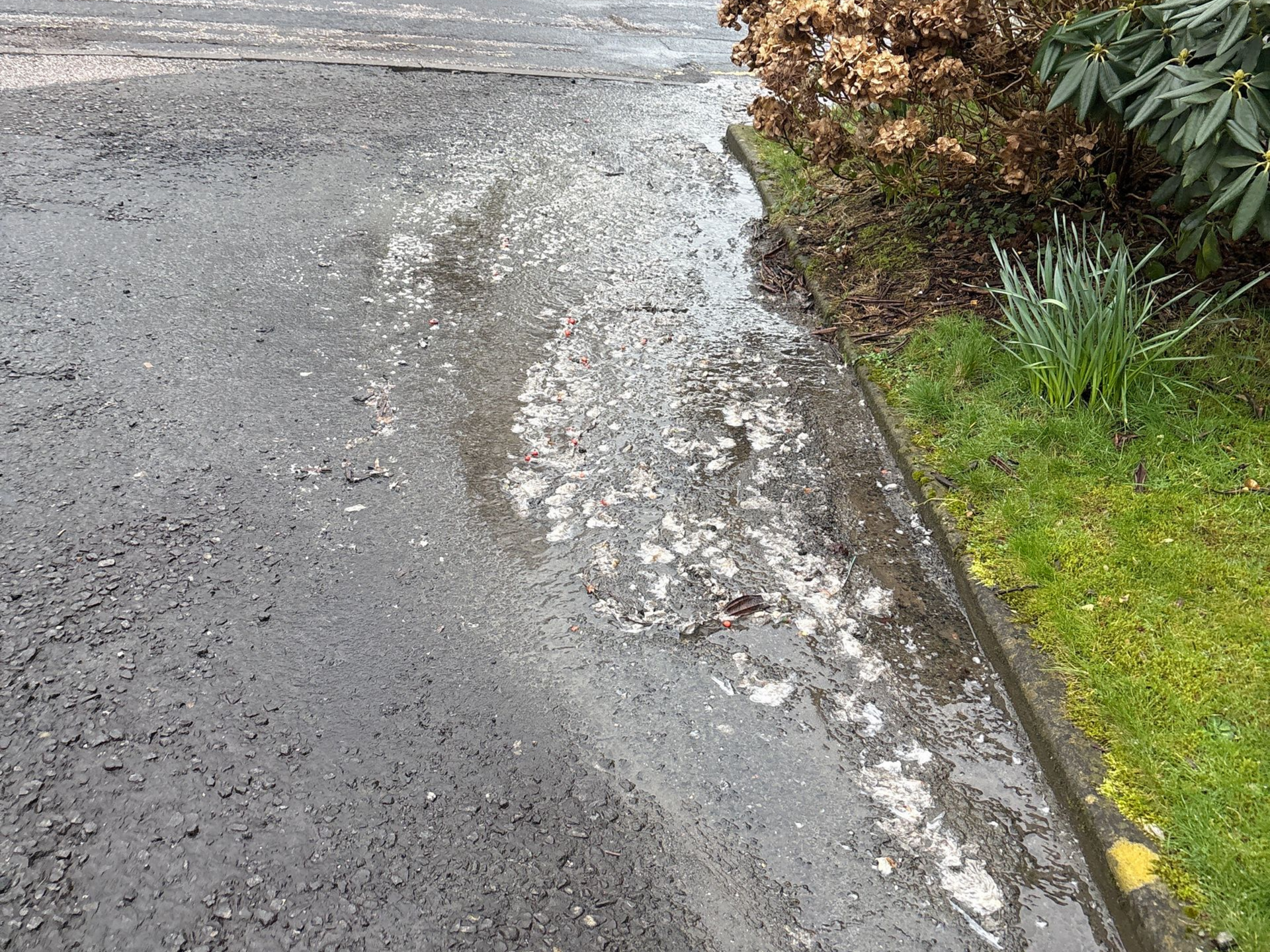 Cracked asphalt road with white salt or ice along the curb beside green shrubs and grass