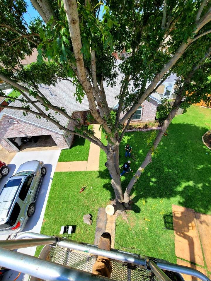 tree trimming services in Wichita Falls, TX