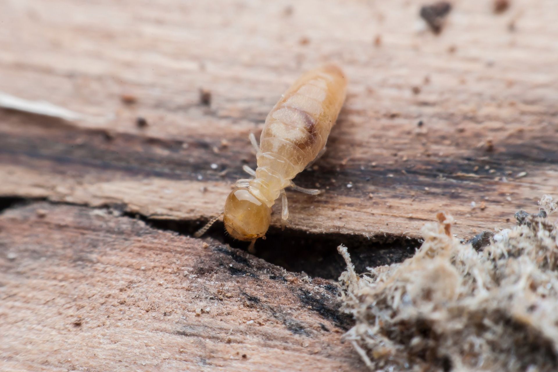 Checking wood for pest damage