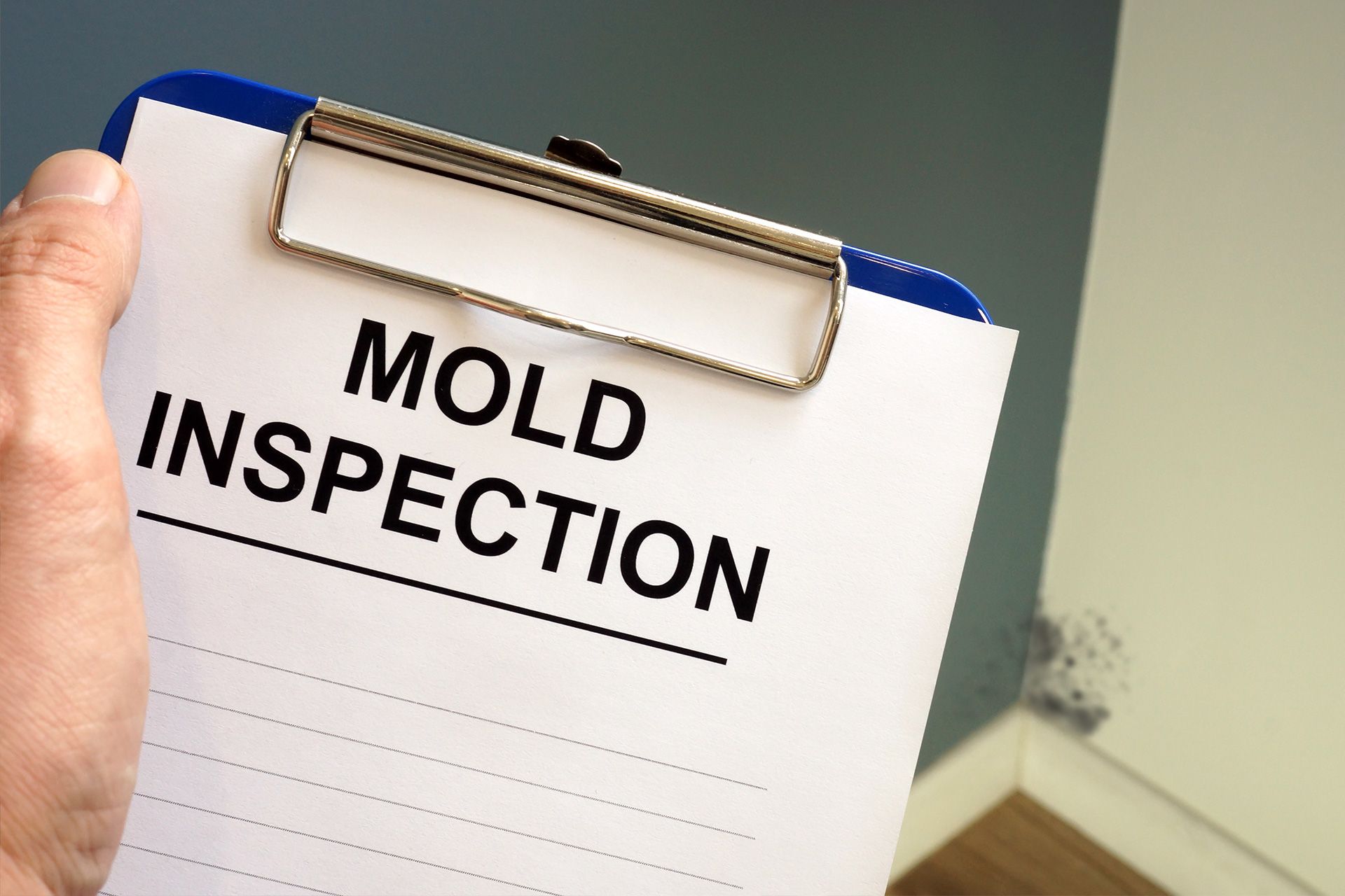 How to Get a Free Mold Inspection | A Complete Guide
