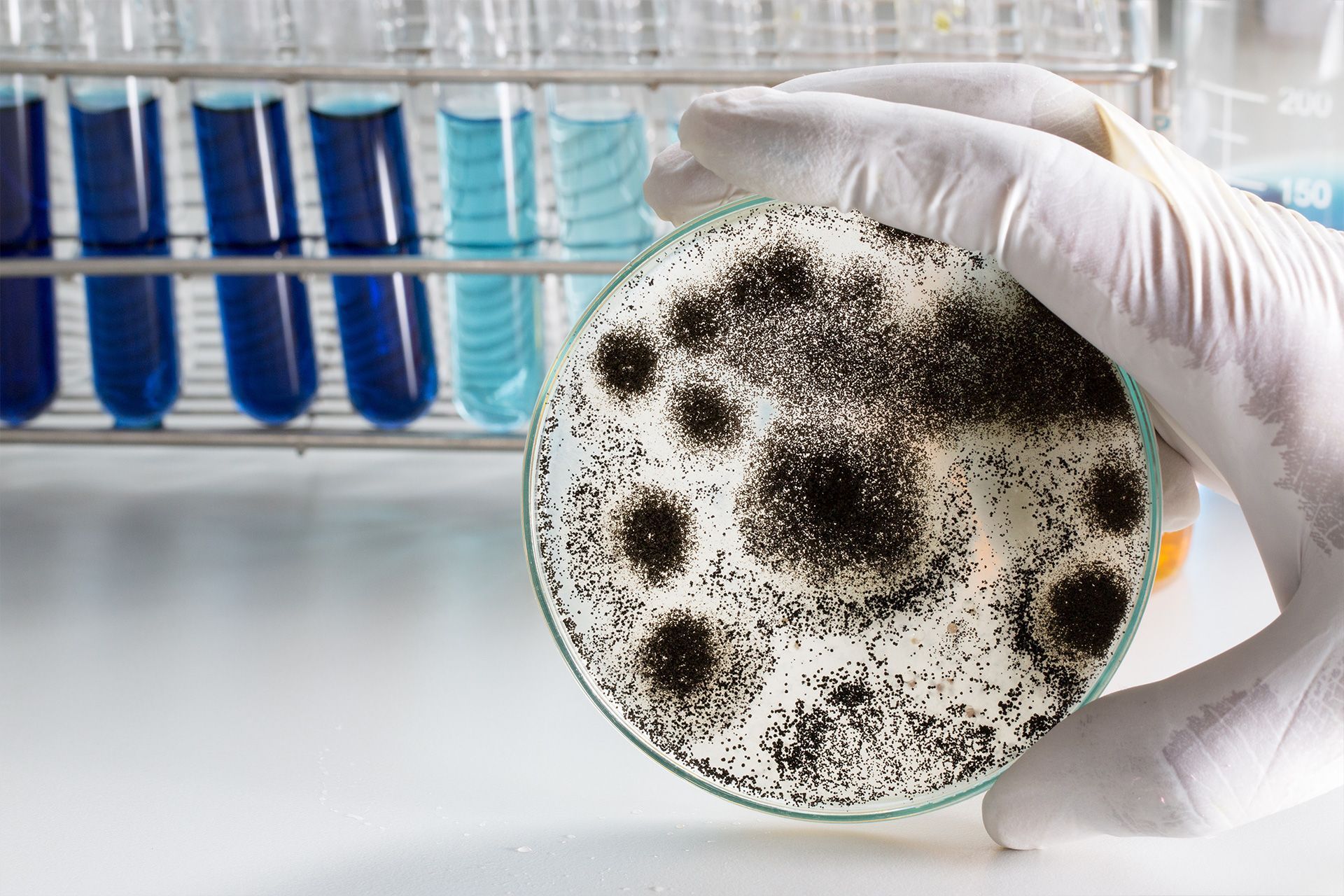 Mold Inspection & Testing Orlando | Certified Inspectors
