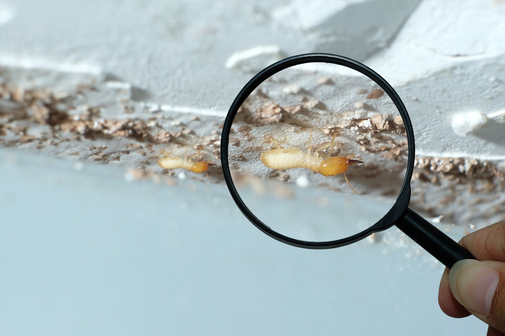 Termite Inspection for Home Purchases – A Complete Guide