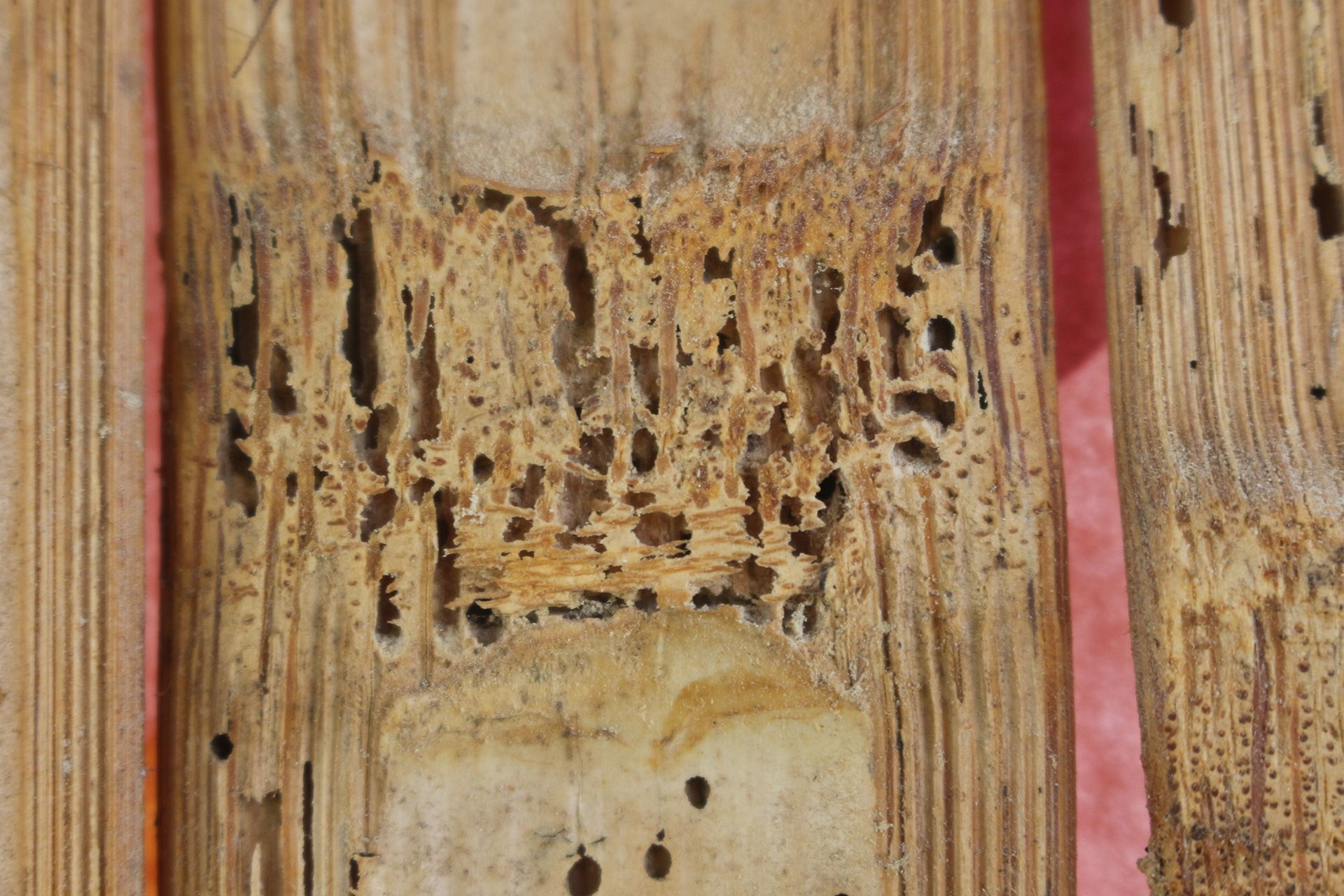 Inspector examining insect-damaged wood