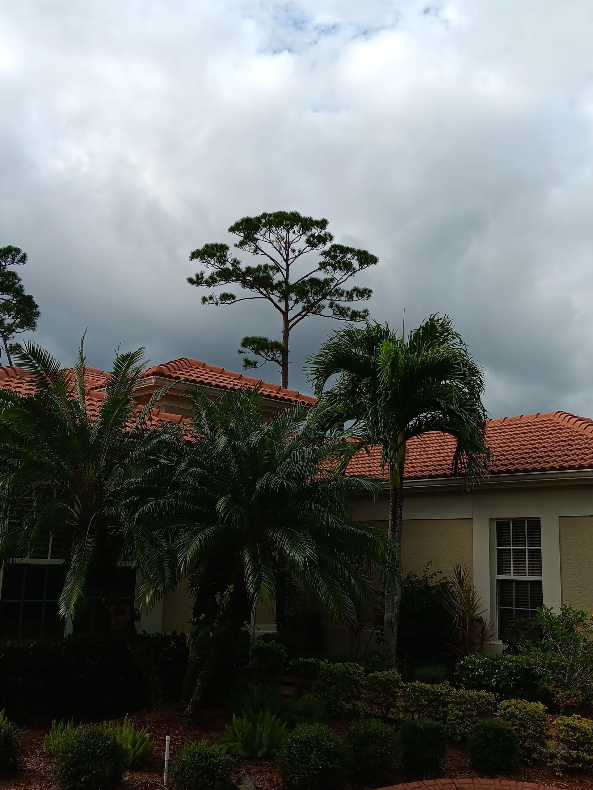 A house with a red tile roof and palm trees in front of it