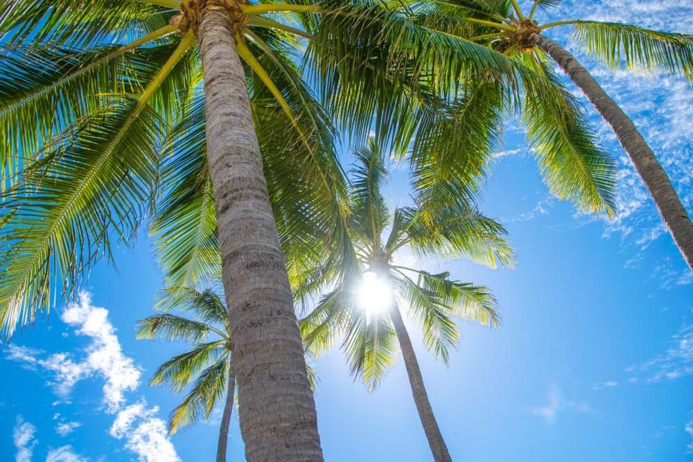 The Sun is Shining Through the Palm Trees on a Sunny Day — Refrigerated Technologies (QLD) Pty Ltd In Bowen, QLD