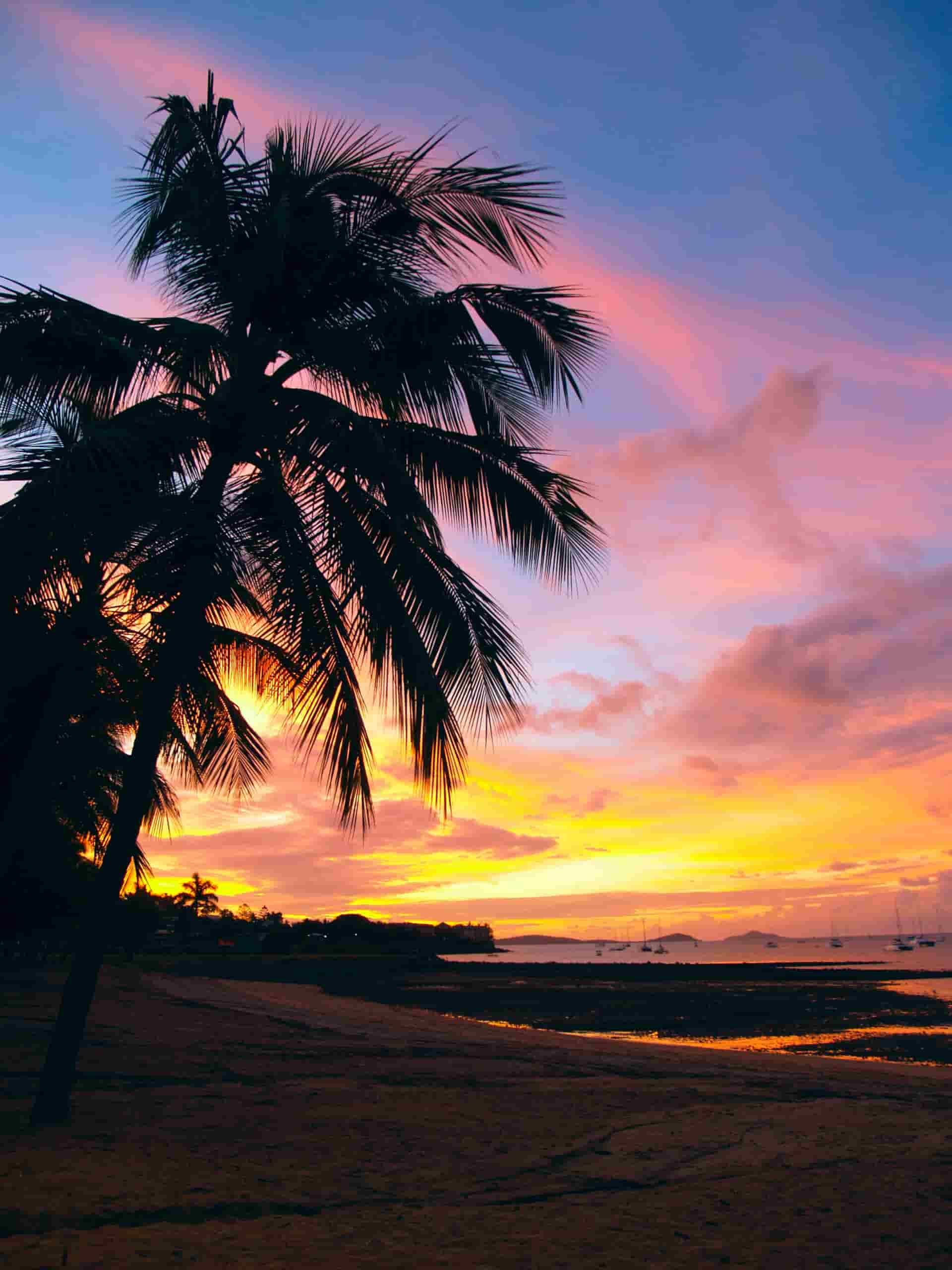 A Palm Tree is Silhouetted Against a Colorful Sunset Sky on a Beach — Refrigerated Technologies (QLD) Pty Ltd In Airlie Beach, QLD