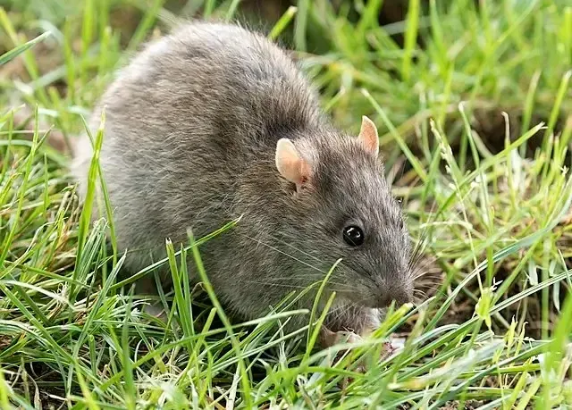 general pest control, pest control services, pest control in apartments, pest control and removal