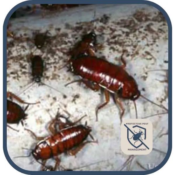 German Cockroach (Blattella germanica), cockroaches common in Pennsylvania