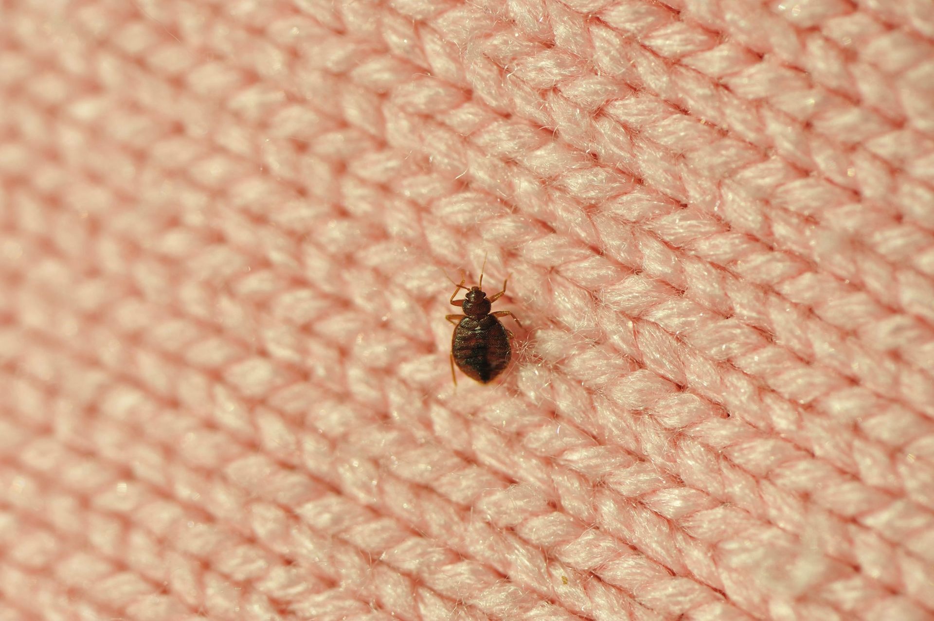 general pest control, pest control services, pest control in apartments, pest control and removal
