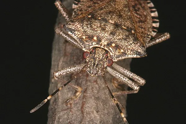 Brown Marmorated Stinkbug