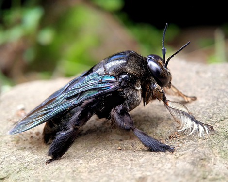 Carpenter bees exterminaton