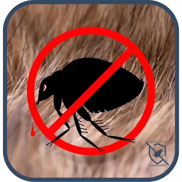 pest control, pest control services, pest control and removal