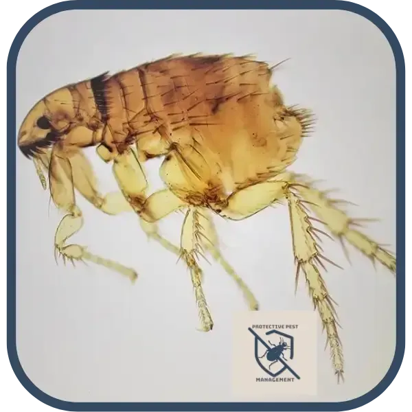 Ctenocephalides felis or cat flea, common flea in Philadelphia