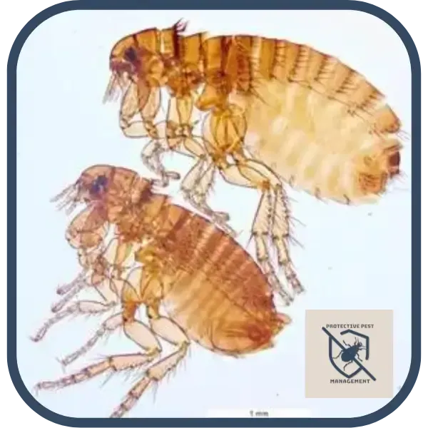 Ctenocephalides canis or dog flea, common flea in Philadelphia