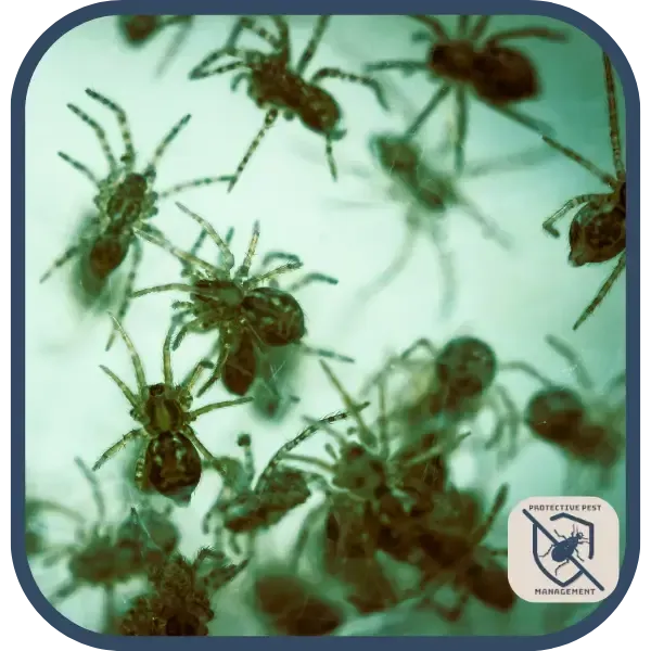 baby spiders, effective spider control in Johnstown PA