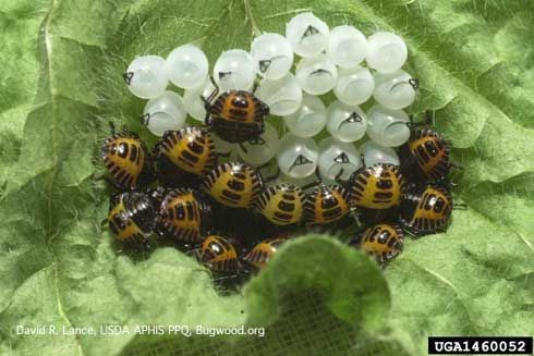 Newly hatched Brown Marmorated Stink Bug nymphs