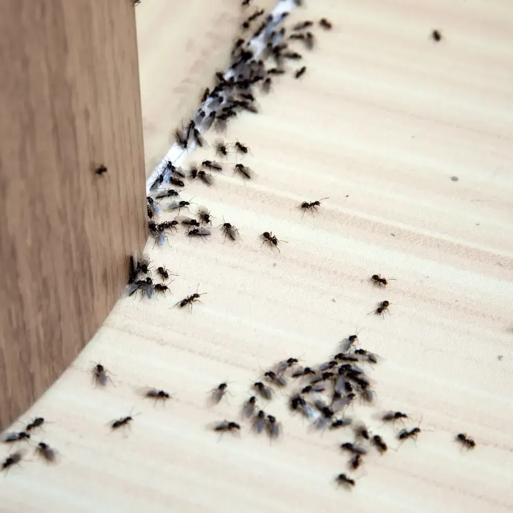 pest control, pest control services, pest control and removal