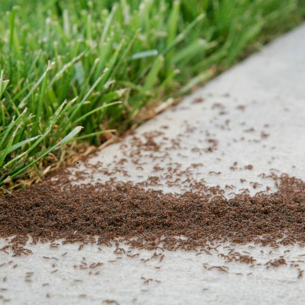 general pest control, pest control services, pest control in apartments, pest control and removal