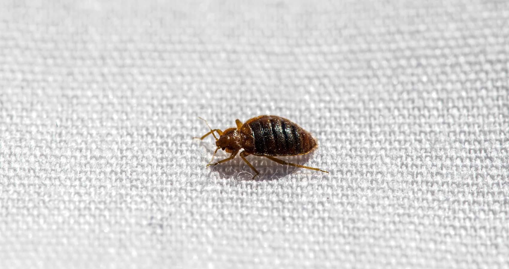 general pest control, pest control services, pest control in apartments, pest control and removal