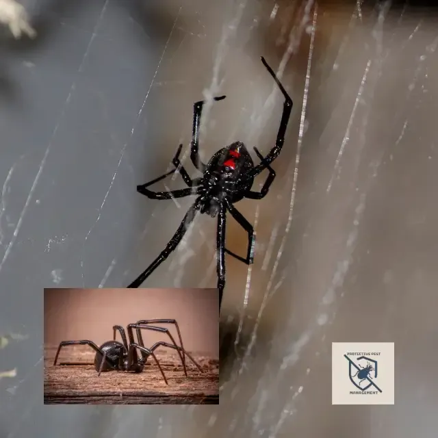 female black widow spider, johnstown spider  exterminator