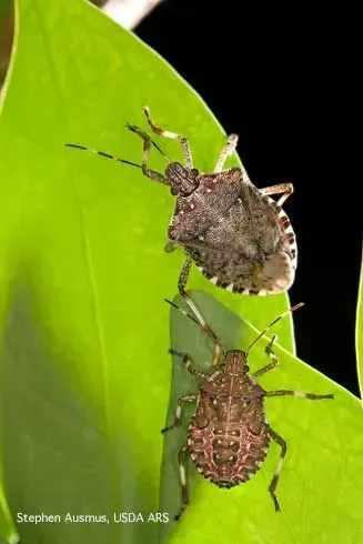 Adult brown marmorated stink bug