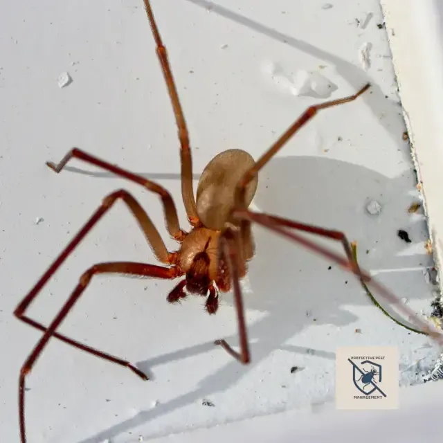 brown recluse, venomous spider control johnstown pa