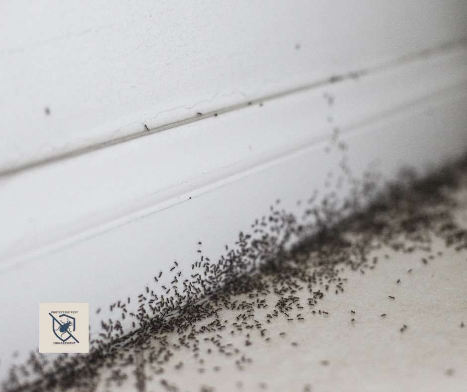 Pest Control in Penn, PA Pest Control in Penn, PA