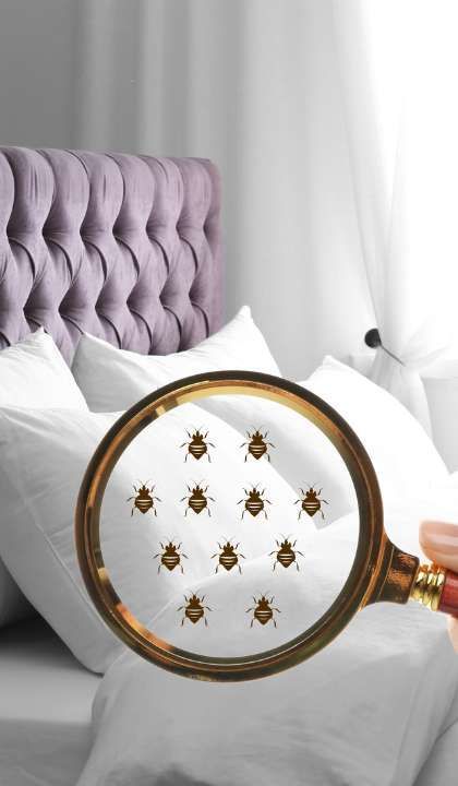general pest control, pest control services, pest control in apartments, pest control and removal
