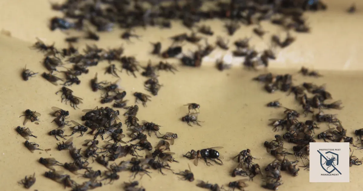 bed bug infestation