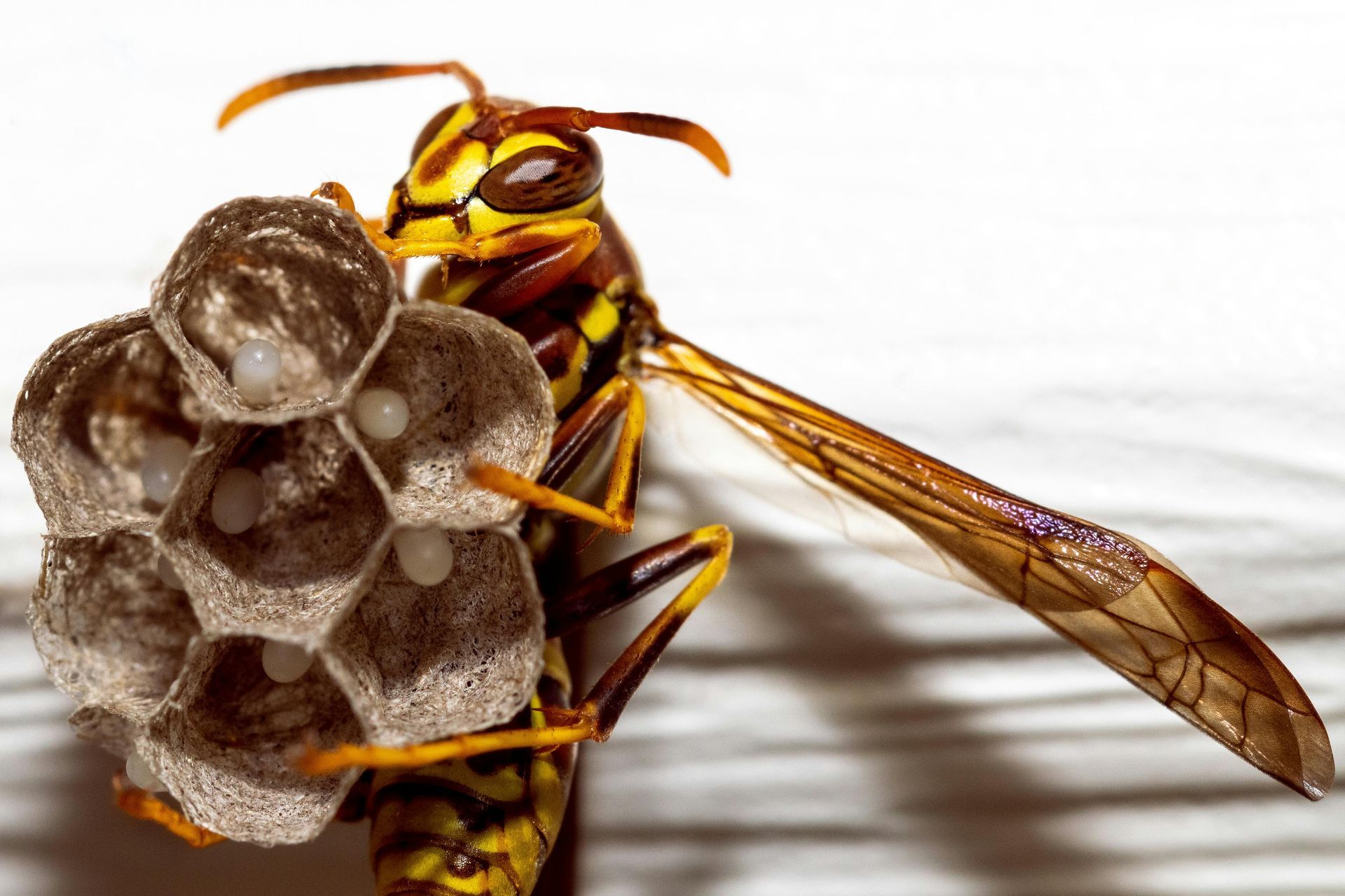 general pest control, pest control services, pest control in apartments, pest control and removal