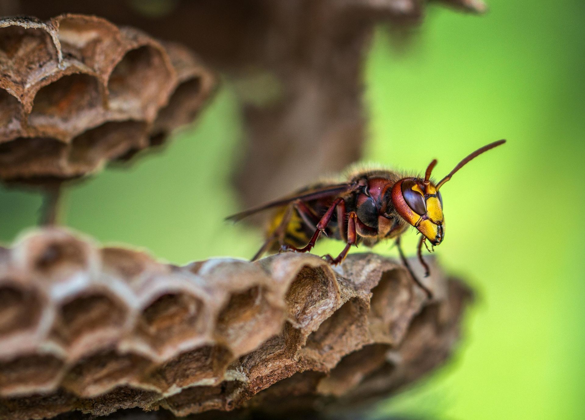 general pest control, pest control services, pest control in apartments, pest control and removal