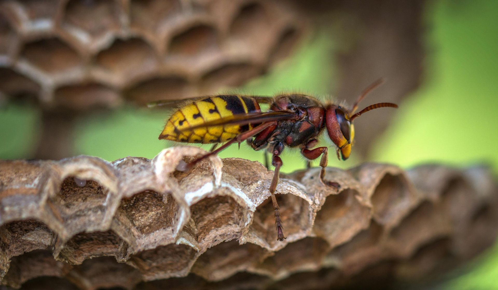 wasp, wasp nest, wasp removal, wasp nest removal