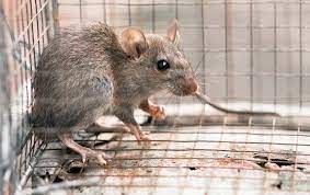 general pest control, pest control services, pest control in apartments, pest control and removal