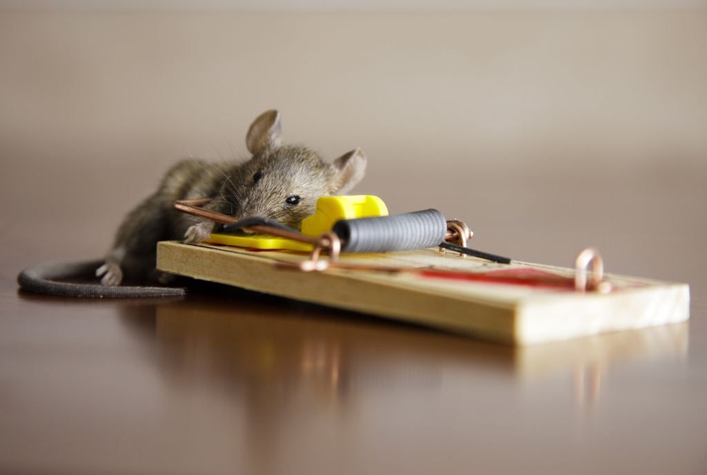 general pest control, pest control services, pest control in apartments, pest control and removal