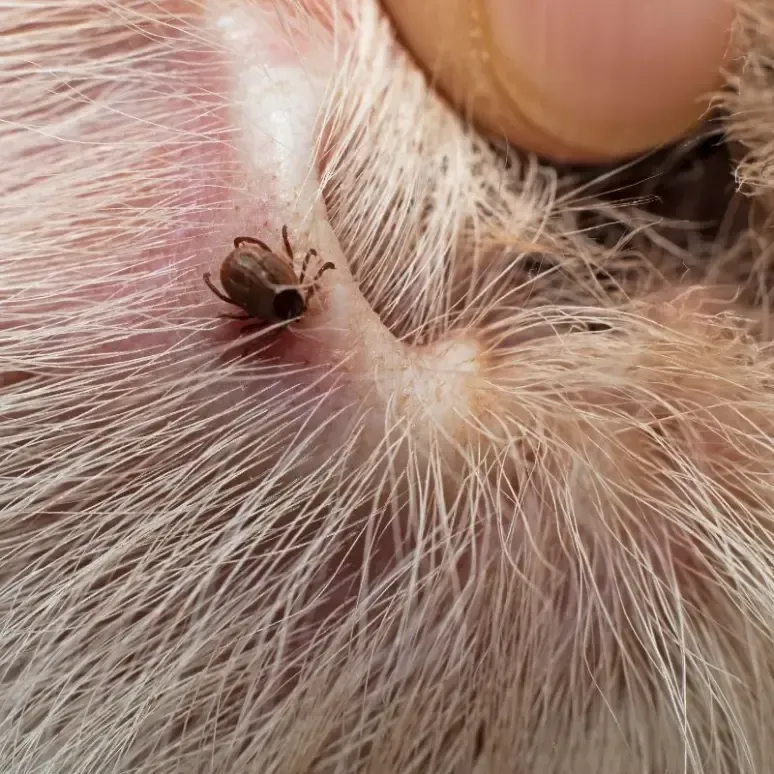 bed bug infestation