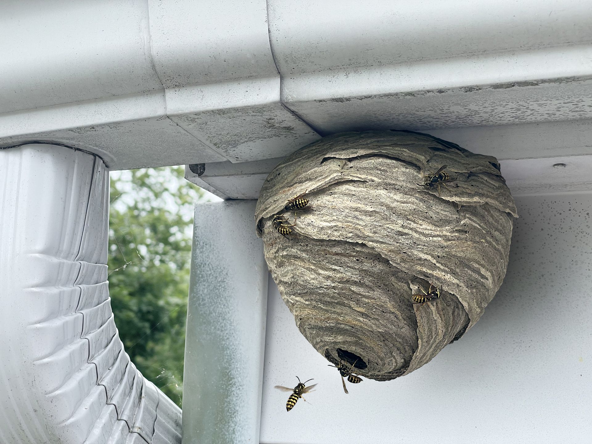 general pest control, pest control services, pest control in apartments, pest control and removal