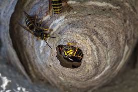 general pest control, pest control services, pest control in apartments, pest control and removal