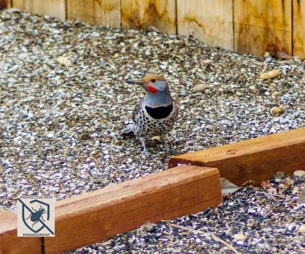 wood pecker attracted to bee holes
