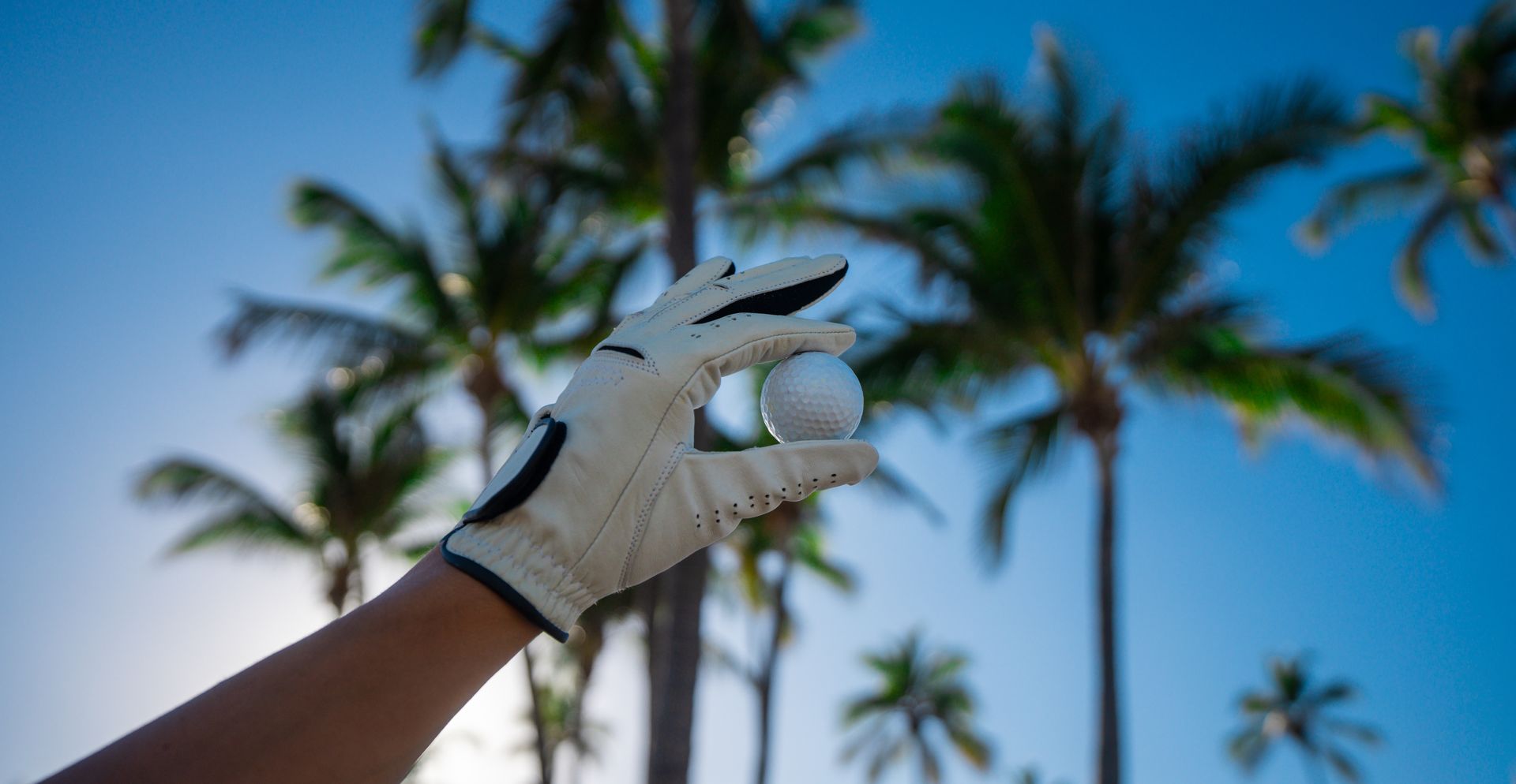 Golfer hand with glove holding ball under palm trees, showcasing golf apparel palm style.
