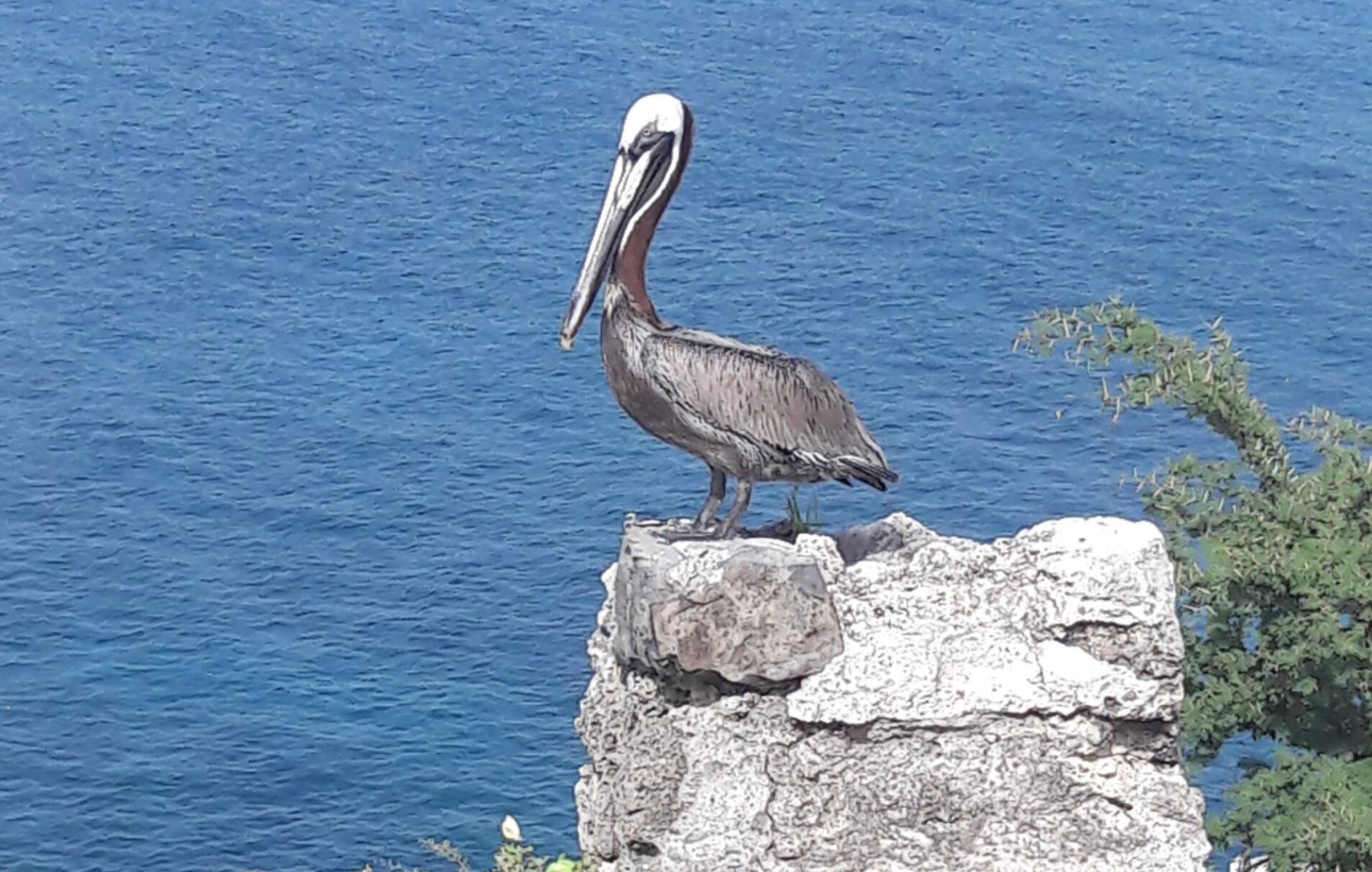 Sint Maarten Brown Pelican