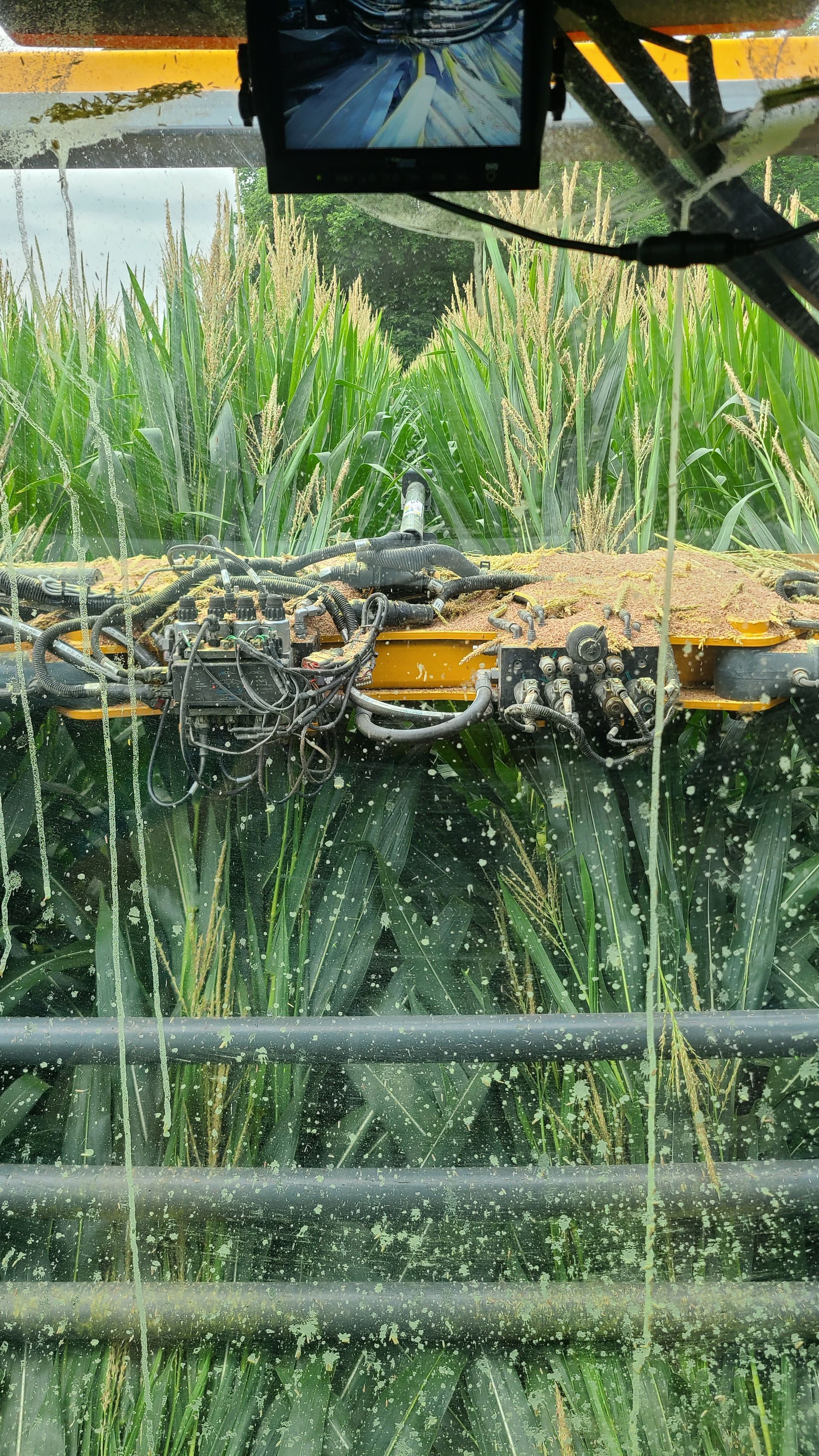 View from inside a combine harvester cabin showing the header harvesting corn stalks covered in chopped plant debris.