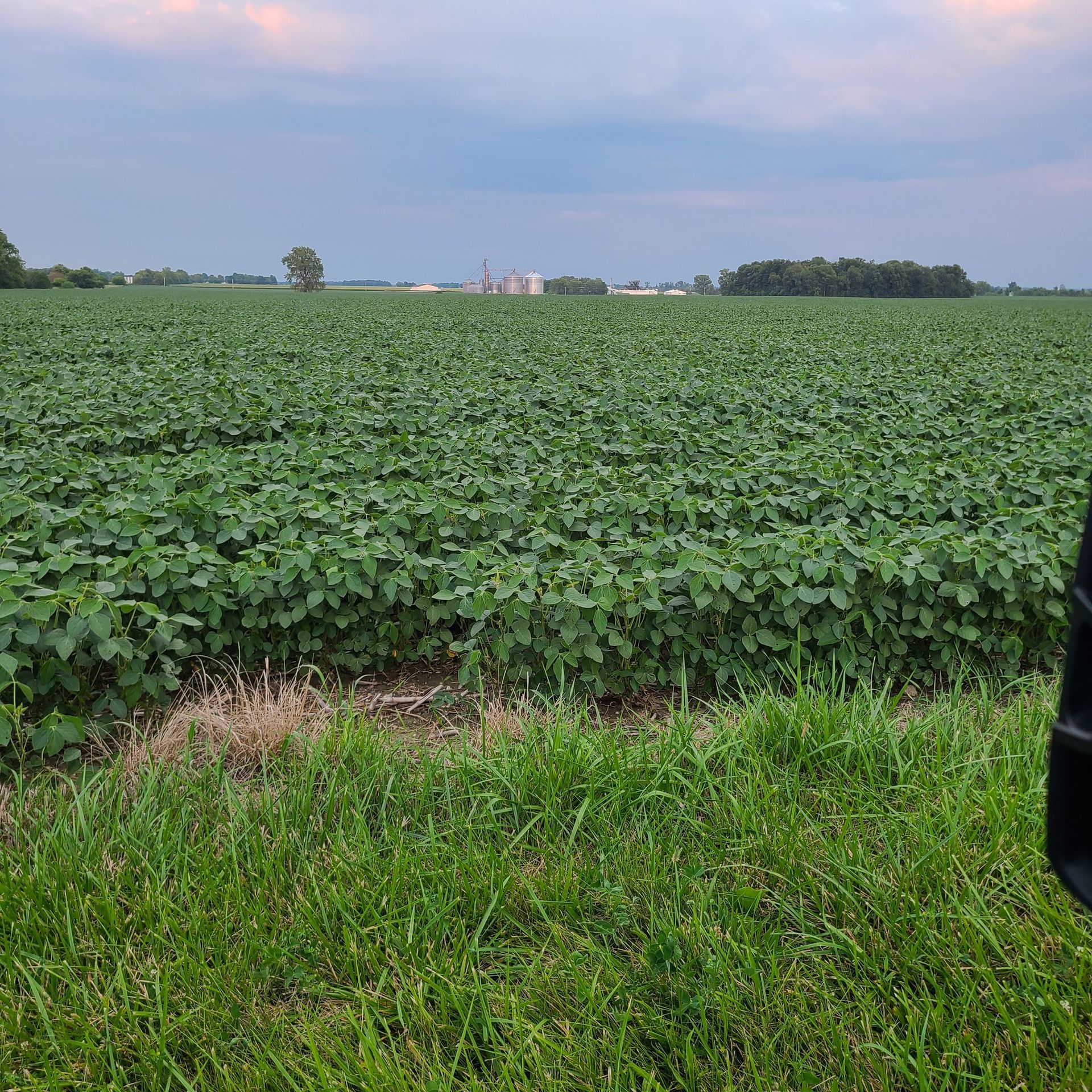 A vast field of green crops stretches toward a distant tree line under a cloudy, twilight sky.