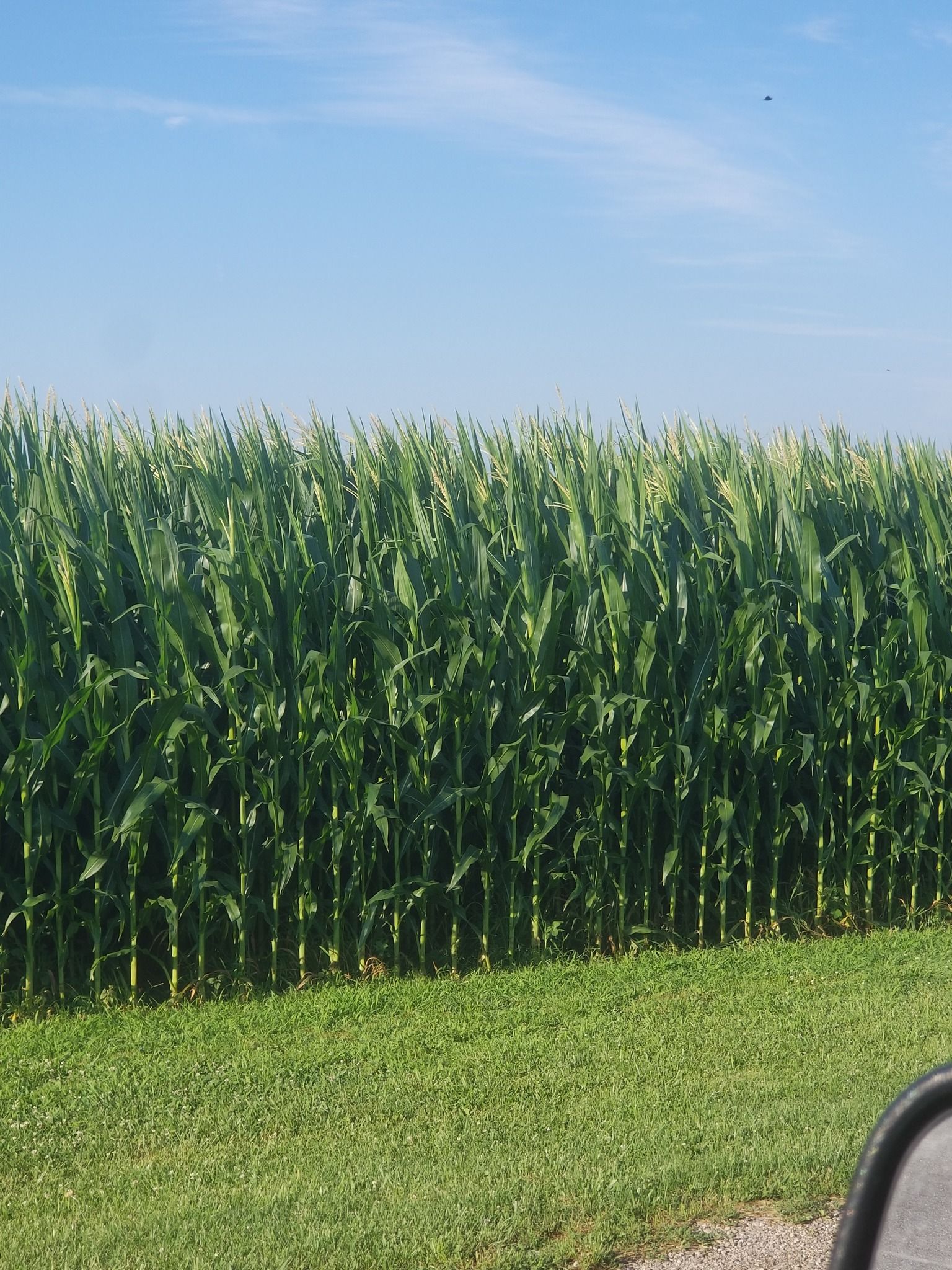 A dense, green cornfield under a clear blue sky, with a patch of short green grass in the foreground.