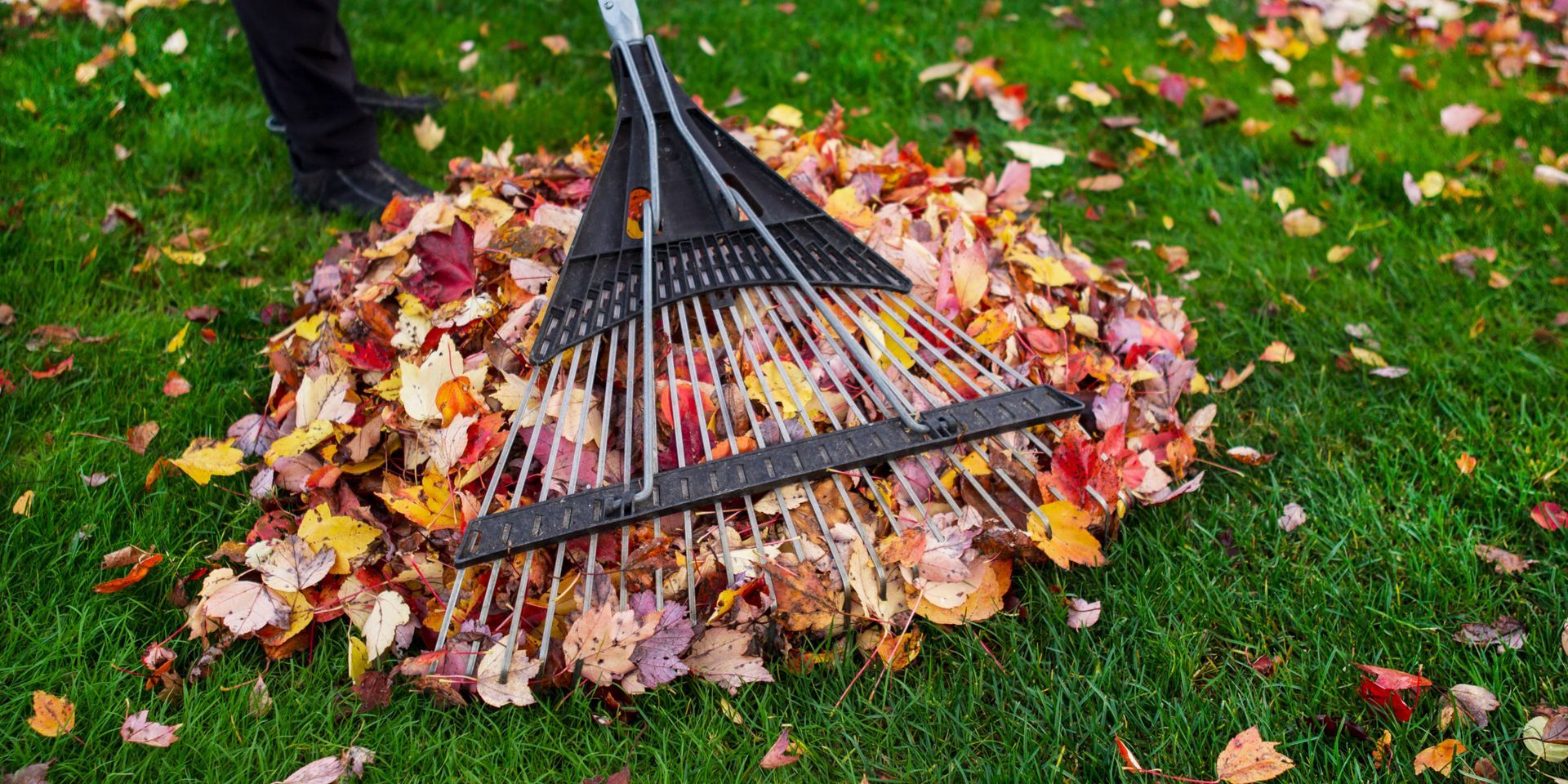 A person is raking leaves on a lush green lawn.