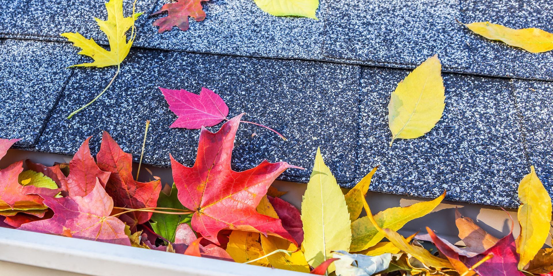 A gutter filled with colorful leaves on a roof.