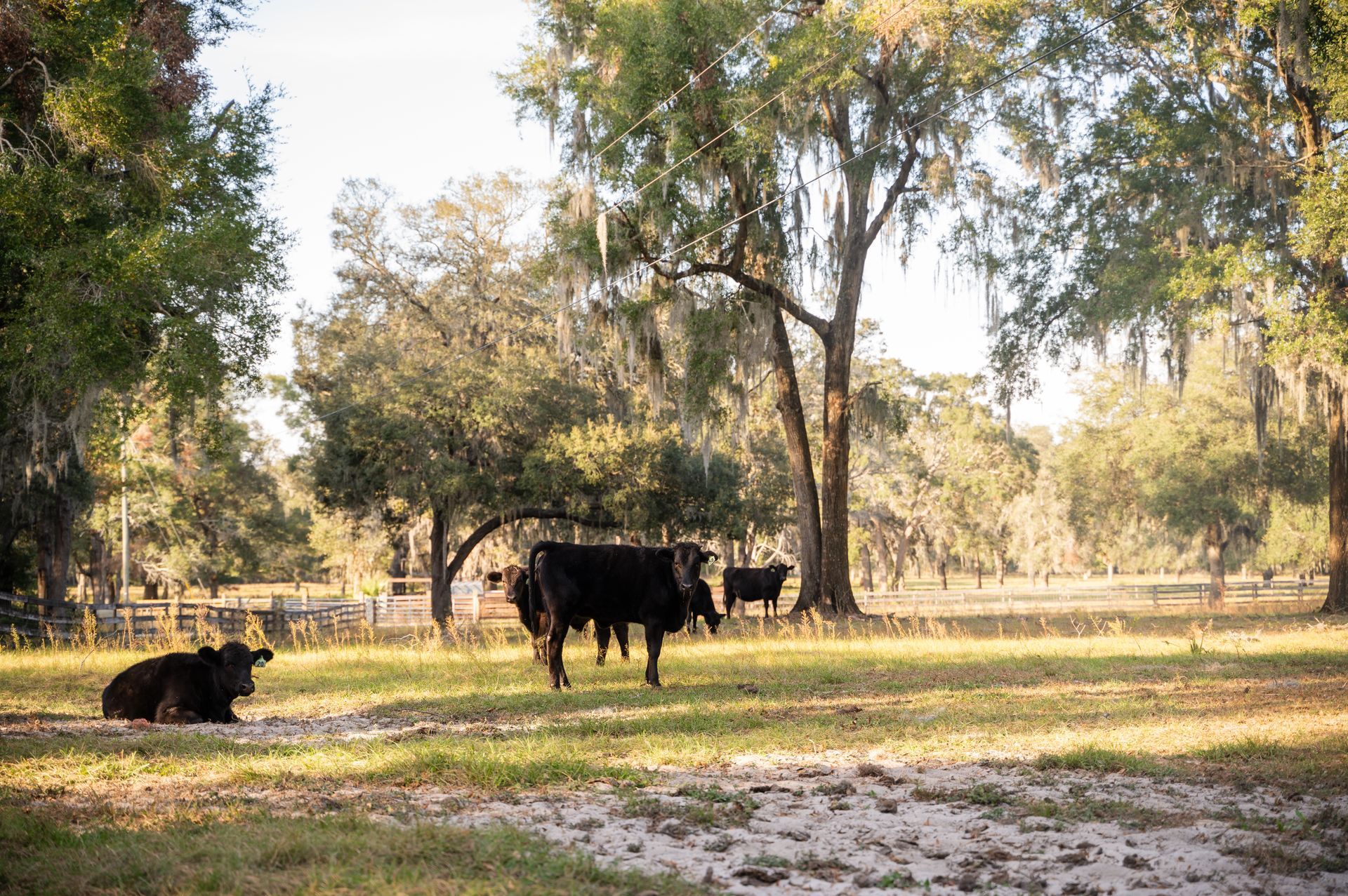 A herd of cows standing and laying in a grassy field.