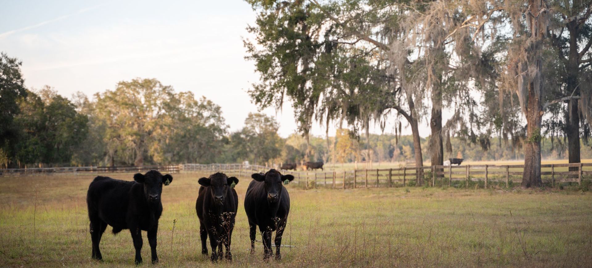 Three cows are standing in a field with trees in the background.