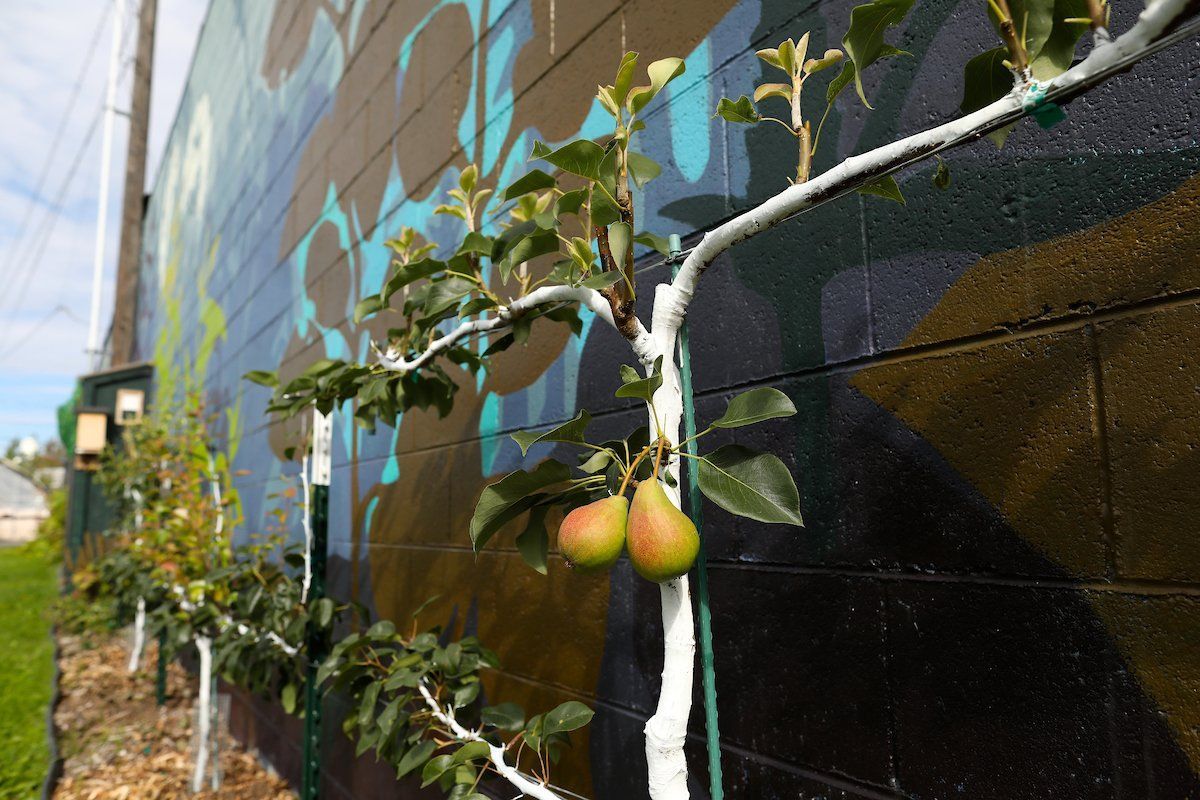 Pear tree trained against a colorful mural wall; pears hang amidst green leaves.