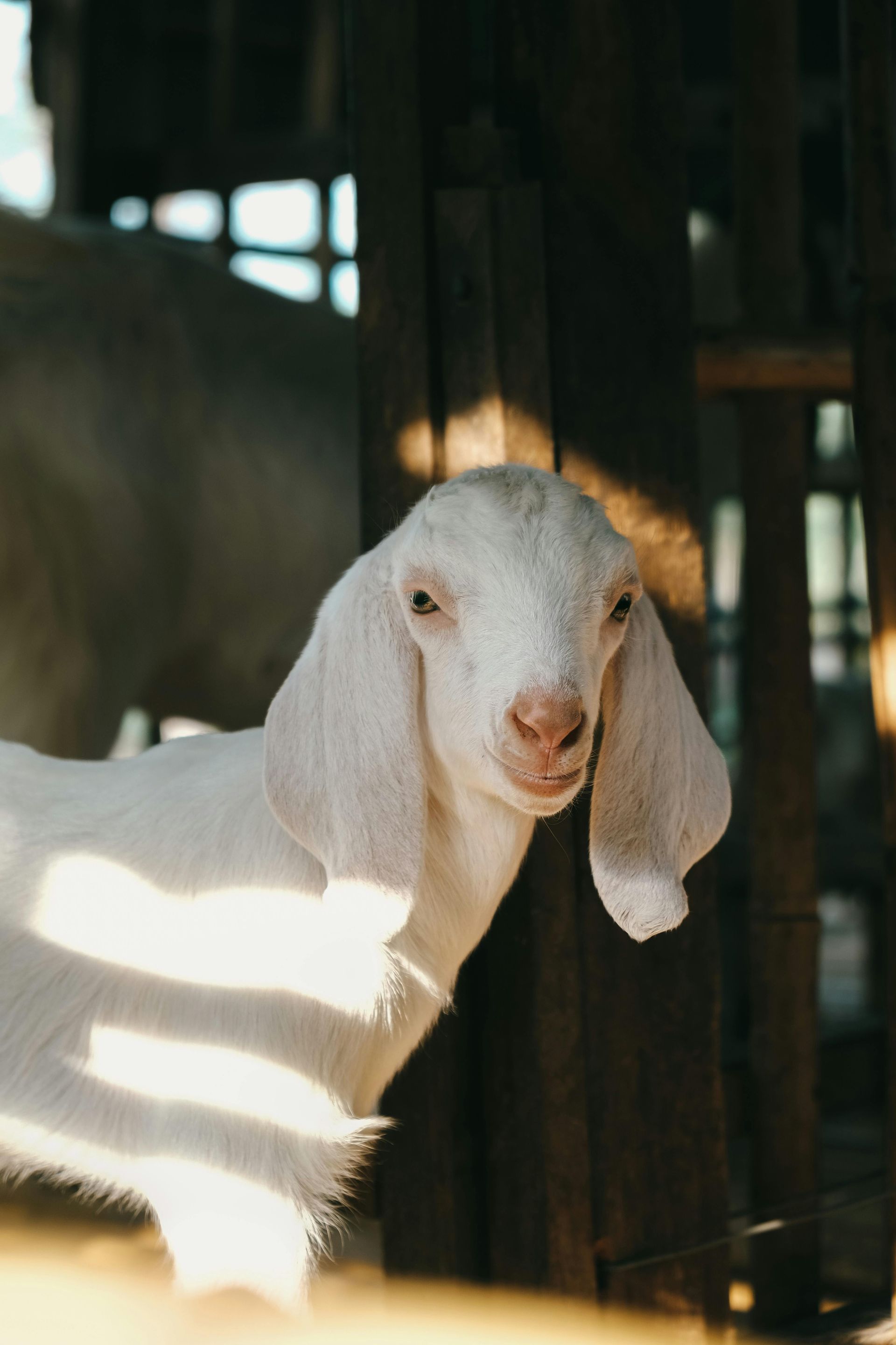 White goat with floppy ears stands in a wooden pen, lit by sunlight.